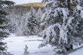 Snow hiking forest panorama landscape mountains of Santa Caterina valfurva italian Alps in winter