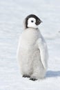 Emperor Penguin chick Royalty Free Stock Photo