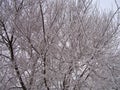 Snow, hoarfrost, trees in the winter in a hard frost, a close up, a background, Royalty Free Stock Photo