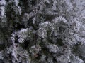 Snow, hoarfrost, trees in the winter in a hard frost, a close up, a background, Royalty Free Stock Photo