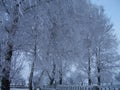 Snow, hoarfrost, trees in the winter in a hard frost, a close up, a background, Royalty Free Stock Photo