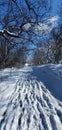 Snow in the hoia Baciu forest near Cluj-Napoca Royalty Free Stock Photo