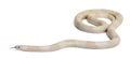 Snow Honduran milk snake, Lampropeltis triangulum hondurensis
