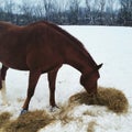 Bay horse eating hay in the snow