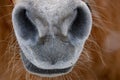 Snow horse nose close up Royalty Free Stock Photo