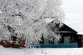 Winter tree wrapped in snow stands on background wooden hut Royalty Free Stock Photo
