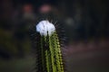 Snow hut over big cactus