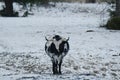Corriente cow in Texas winter weather