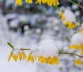 Snow and ice covered forsythia blossoms