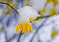 Snow and ice covered forsythia blossoms
