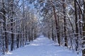 Snow and ice covered path or road in the winter forest landscape, winter season or christmas concept Royalty Free Stock Photo