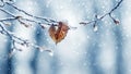 Snow and ice covered tree branch with dry leaves in forest on blurred background during snowfall Royalty Free Stock Photo