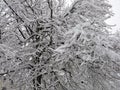 Snow and Ice Covered Tree and Branches Royalty Free Stock Photo