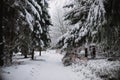 Snow and ice in the forest path. Winter background