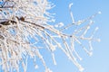 Snow ice, hoarfrost on tree branches on blue sky, close-up. Winter Fairytale nature, sunny frosty day, texture background Royalty Free Stock Photo