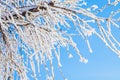 Snow ice, hoarfrost on tree branches on blue sky, close-up. Winter Fairytale nature, sunny frosty day, texture background Royalty Free Stock Photo