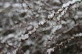 Snow and ice on a plant Royalty Free Stock Photo