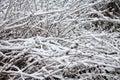 Snow and ice on a plant Royalty Free Stock Photo