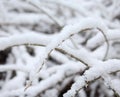 Snow and ice on a plant Royalty Free Stock Photo