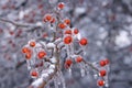 La nieve a tormenta 