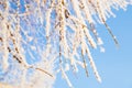 Snow ice on tree branches on blue sky background, hoarfrost close-up. Winter Fairytale nature, texture Royalty Free Stock Photo