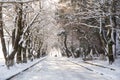 snow ice winter season trees road in Ioannina city Greece Royalty Free Stock Photo