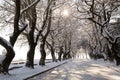 snow ice winter season trees road in Ioannina city Greece