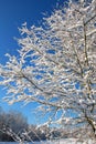 Snow and ice in winter tree, Georgia