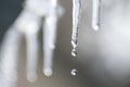 The snow and icicles are melting from a roof in spring. Beautiful transparent drops slowly fall of a roof. Blurred background Royalty Free Stock Photo