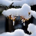 Snow and icicles on tree branch Royalty Free Stock Photo
