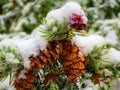 Snow covers some Douglas Fir Pinecones