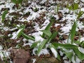 Snow on recently awakened tulips.