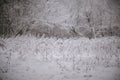 Snow-kissed Tranquility: A Winter's Embrace in Forest and Meadow