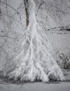 Snow Laden Branch Falling to the Ground