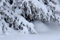 Snow laden pine tree in winter Royalty Free Stock Photo