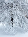 Snow Laden Tree in Winter in January Royalty Free Stock Photo