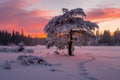 Snow laden tree in a winter sunset landscape Royalty Free Stock Photo
