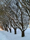 Snow-Laden Trees Forming a Winter Tunnel Royalty Free Stock Photo