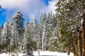 Snow Laden Trees In Mountain Forest