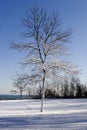 Snow laden winter tree