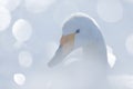 Snow lake with ice in Japan. Whooper Swans, Cygnus cygnus, birds in the nature habitat, Lake Kusharo, winter scene with snow and Royalty Free Stock Photo