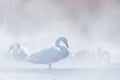 Snow lake with ice in Japan. Whooper Swans, Cygnus cygnus, birds in the nature habitat, Lake Kusharo, winter scene with snow and Royalty Free Stock Photo