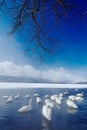 Snow lake with ice in Japan. Whooper Swans, Cygnus cygnus, birds in the nature habitat, Lake Kusharo, winter scene with snow and Royalty Free Stock Photo