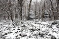 Snow landscape of winter woodland trees