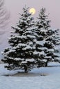 Snow landscaping view