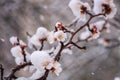 Snow at late spring, blossoming tree with flowers in the garden, nature background. Anomaly weather and climate change concept Royalty Free Stock Photo