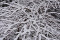 Snow Layered on Top of Tree Branches