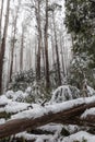 Snow laying on fallen trees and ferns in Australian eucalyptus f