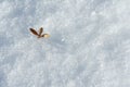 Snow and leaf Royalty Free Stock Photo