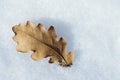Snow and leaf Royalty Free Stock Photo